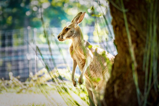 An albino red-necked wallaby (Macropus rufogriseus) feeding on grass, showing its distinctive white fur and pink eyes in daylight.
