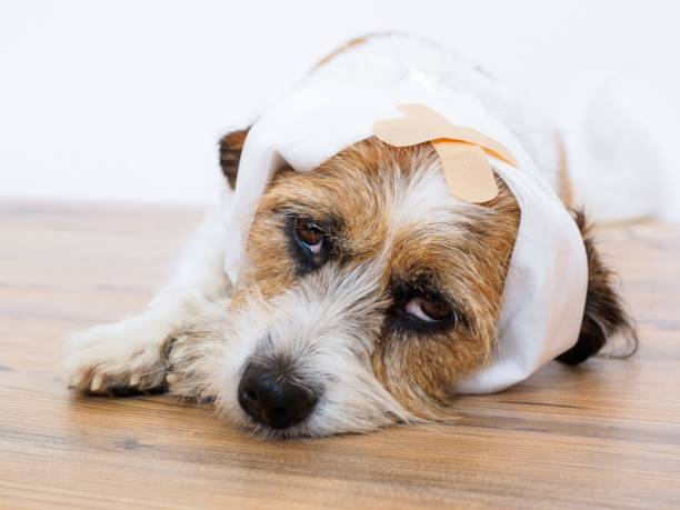 istock Dog with gauze bandage and patch on the head 1011250320