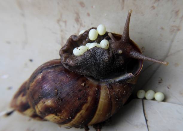 close up of a  garden snail laying eggs at a home in sri lanka stock photo