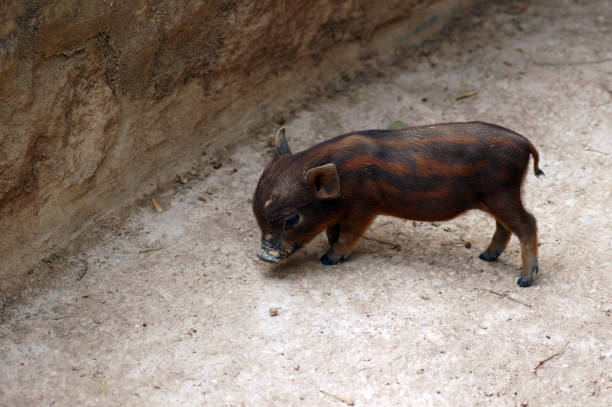 istock Mini Pigs at the zoo 1011254054