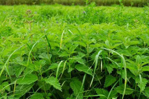 Fresh green stinging-nettle leaves on summer meadow, nature background
