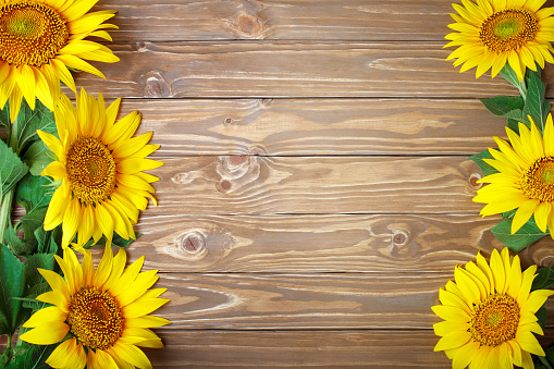 Beautiful sunflowers on a wooden table. View from above. Selective focus. Background with copy space.