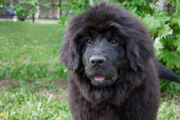 istock Cute newfoundland puppy is sitting on a green grass. 1011255116