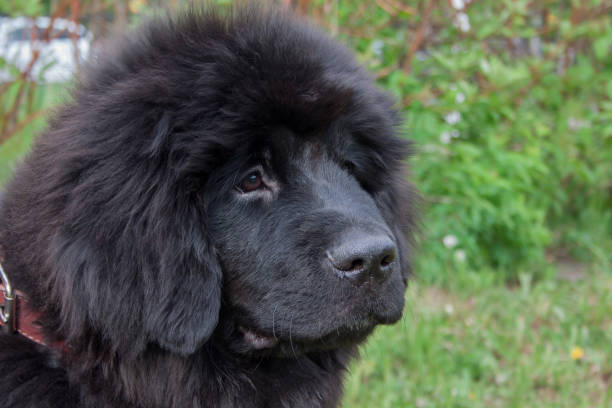 istock Cute newfoundland puppy close up. Pet animals. 1011255136