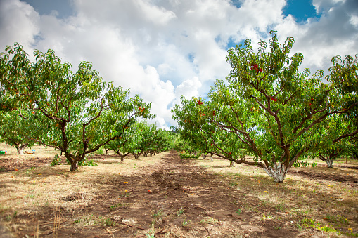 Peach tree with fruits growing in the garden. Peach orchard. Harvest.