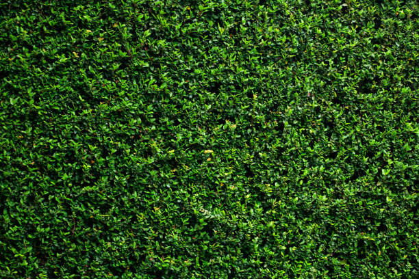 texture della parete di vite verde. sfondo tropicale. - ivy wall green vine foto e immagini stock