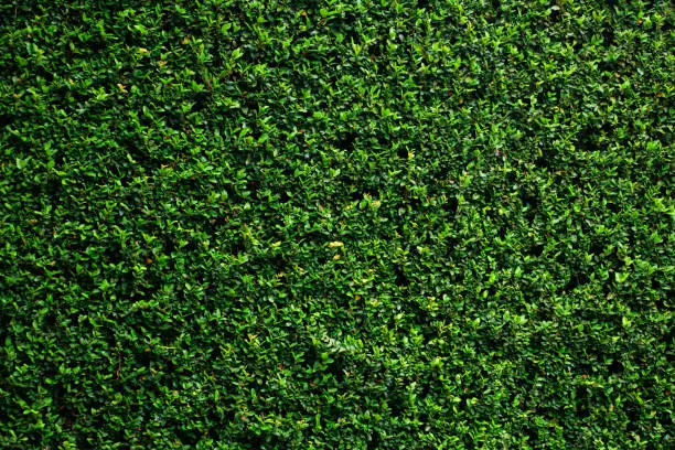 Photo of Green vine wall texture. Tropical background.