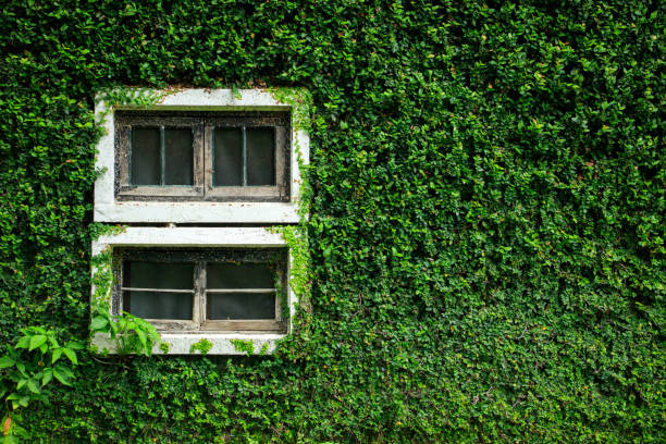 istock White wooden window on green vine wall with copy space. Tropical background. 1011264002