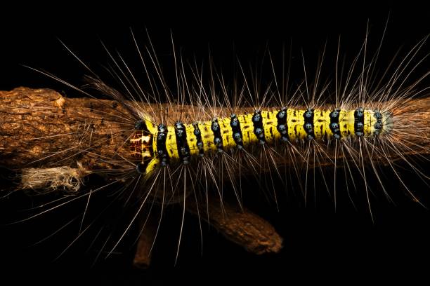 istock Closed up hairy Caterpillar on branch. 1011270374