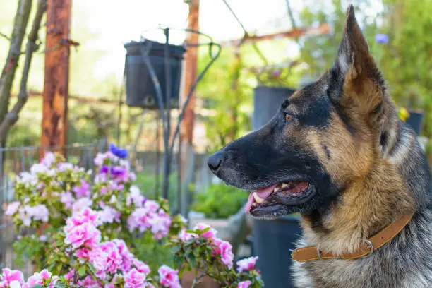 German shepherd dog close portrait