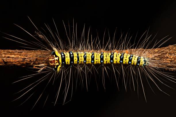 istock Closed up hairy Caterpillar on branch. 1011271592