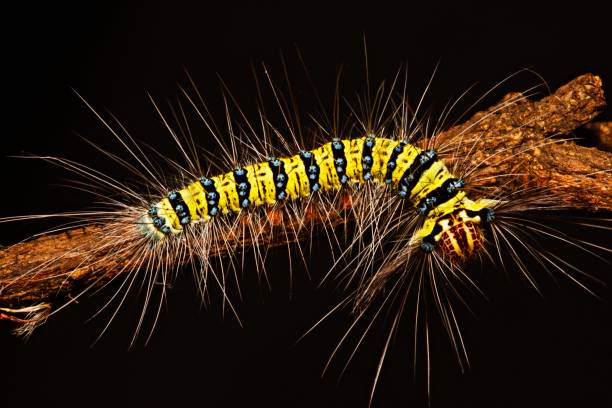 Closed up hairy Caterpillar on branch.