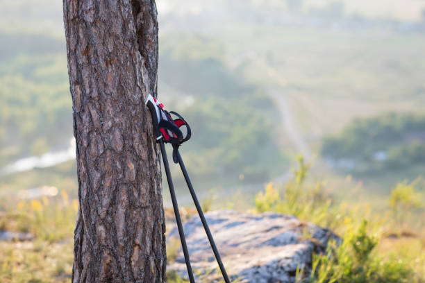 istock Nordic walking sticks leaning against a tree. concept: active lifestyle 1011271914