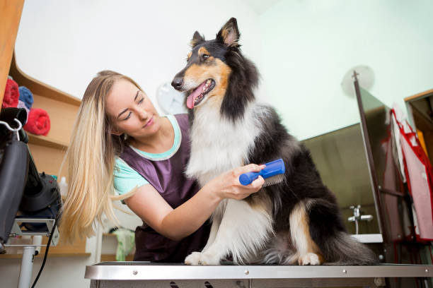 istock Professional Dog Groomer with Rough Collie dog 1011276572