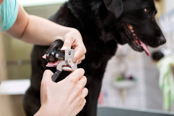 Dog groomer cutting nails on black Labrador retriever dog stock photo