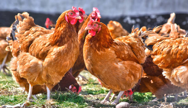 istock Chickens on traditional free range poultry farm 1011279900