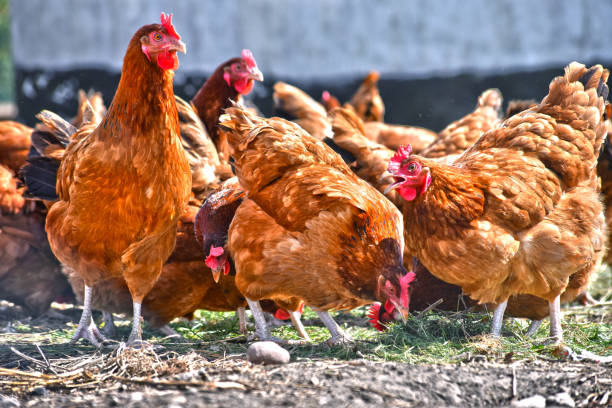 istock Chickens on traditional free range poultry farm 1011279960