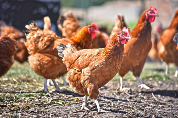 istock Chickens on traditional free range poultry farm 1011280014
