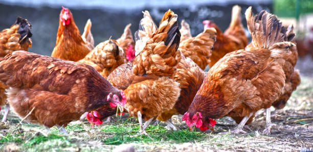 istock Chickens on traditional free range poultry farm 1011280032