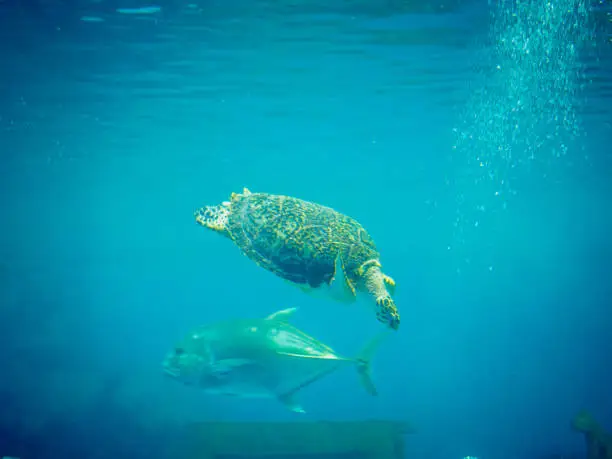 sea turtle swimming freely in the blue ocean.