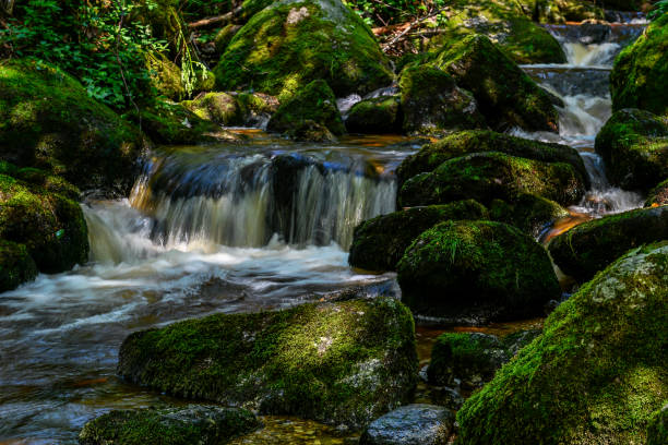 istock a hike through the wild Ysperclammy 1011283454