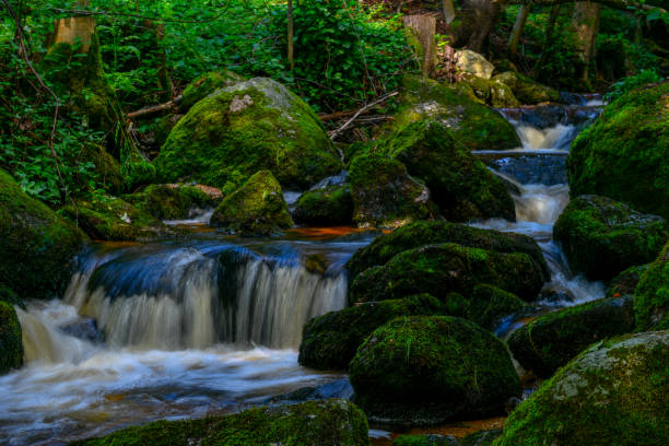 istock a hike through the wild Ysperclammy 1011283456