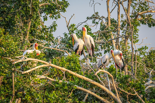 Land, Meadow, Africa, Botswana, Above, bird,