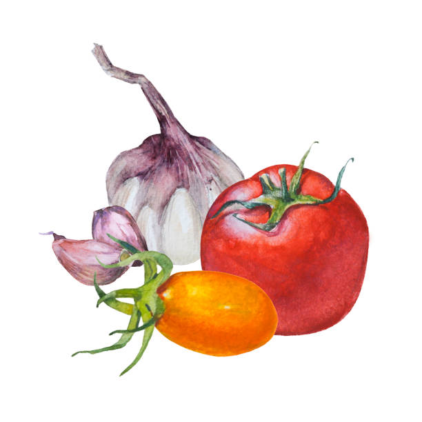 istock Watercolor sketches of vegetables. Tomatoes and garlic on a white background. Hand drawn illustration. 1011283780