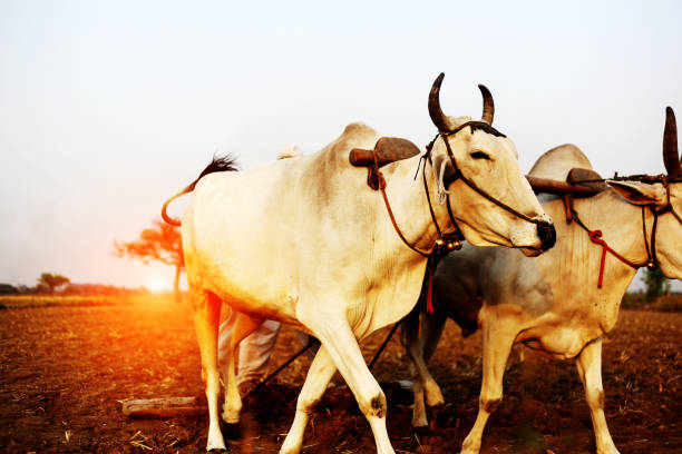 istock Farmer ploughing field using wooden plough 1011284010