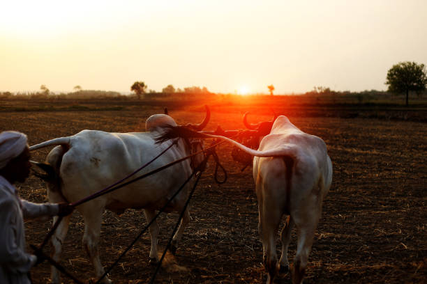 istock Farmer ploughing field using wooden plough 1011284022