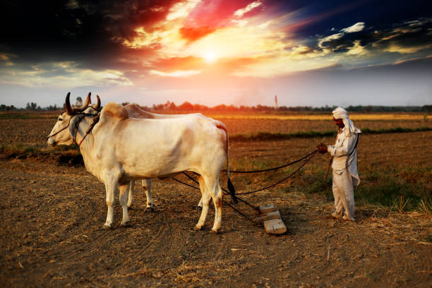 istock Farmer ploughing field using wooden plough 1011284040