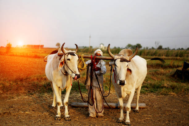istock Farmer ploughing field using wooden plough 1011284046