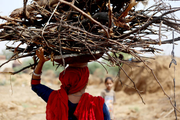 Rural women carrying woods on head & walking on country road during summer season wearing salwar kameez, portrait outdoor in the nature.