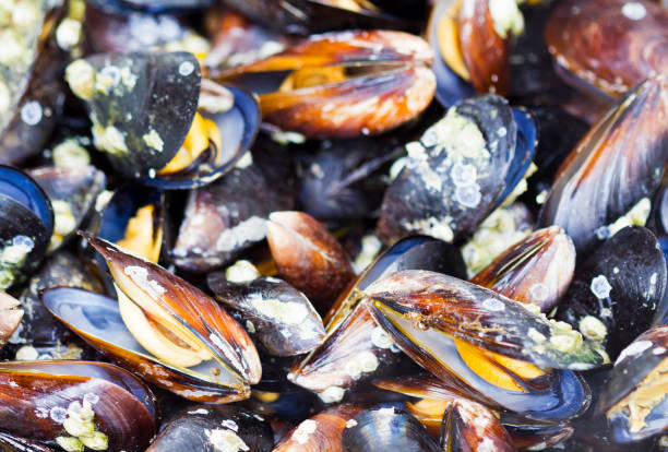 istock Group of boiled mussels 1011284422