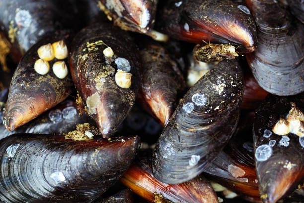 istock Group of boiled mussels 1011284432