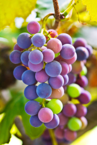 Red grapes in the vineyard