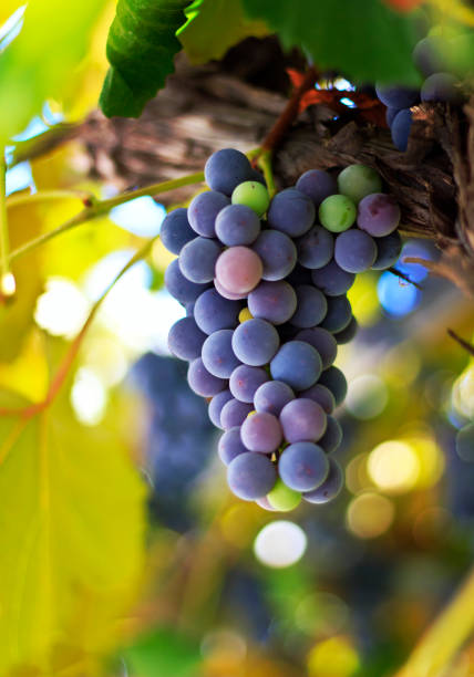 istock Red grapes in the vineyard 1011284536
