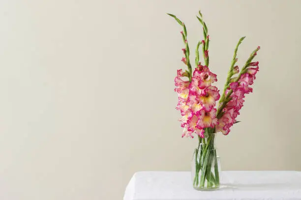 A bouquet of multicolored gladioli in a glass vase on a light background. Greeting card, selective focus.