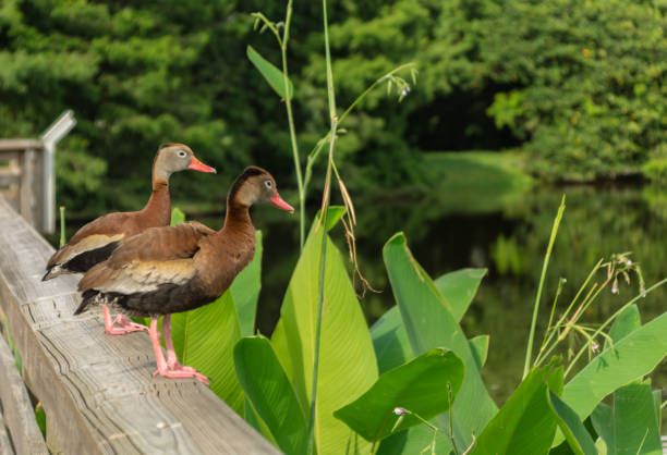 istock Two Black Bellied Whistling Ducks in Swamp 1011297136