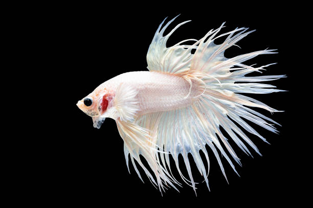The white Thai fighter named "crowntail" is eager to fight. The white Thai fighter named "crowntail" is eager to fight. betta crowntail stock pictures, royalty-free photos & images