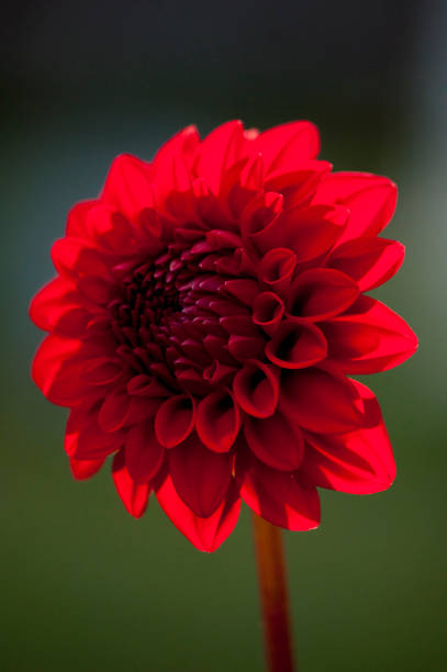 Dahlia in the sunshine
