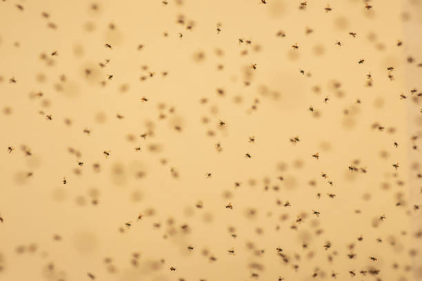 istock A lot of bees are flying. 1011316002