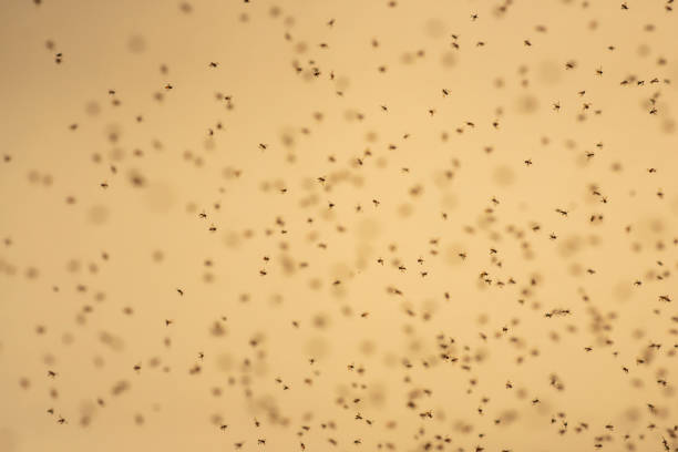 istock A lot of bees are flying. 1011316010