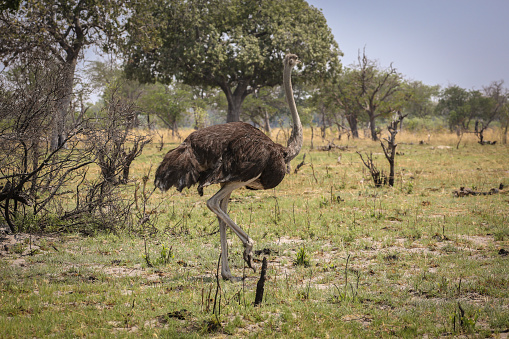 Land, Meadow, Africa, Botswana, Above