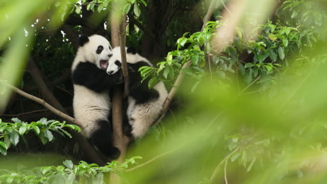 Two Lovely Cub Panda Bear Playing in the Tree, 4k