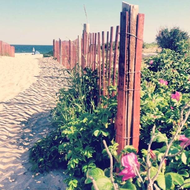 Watch Hill, Rhode Island Fence with vines and flowers on the beach in Watch Hill, RI westerly rhode island stock pictures, royalty-free photos & images