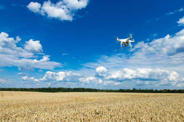 Flying drone above the wheat field stock photo