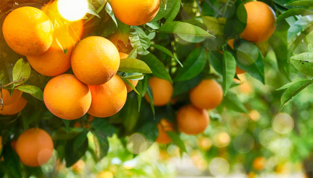 istock Orange garden, summer background 1011321088
