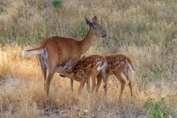 istock Whitetail Deer Doe and Fawns 1011321112