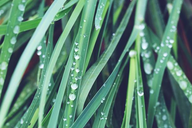 背景の水の滴を新鮮な熱帯の緑の植物の葉。 - grass family 写真 ストックフォトと画像